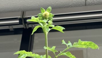 ダリアに蕾ができました サムネイル