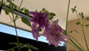 ダリアが咲きました！ サムネイル